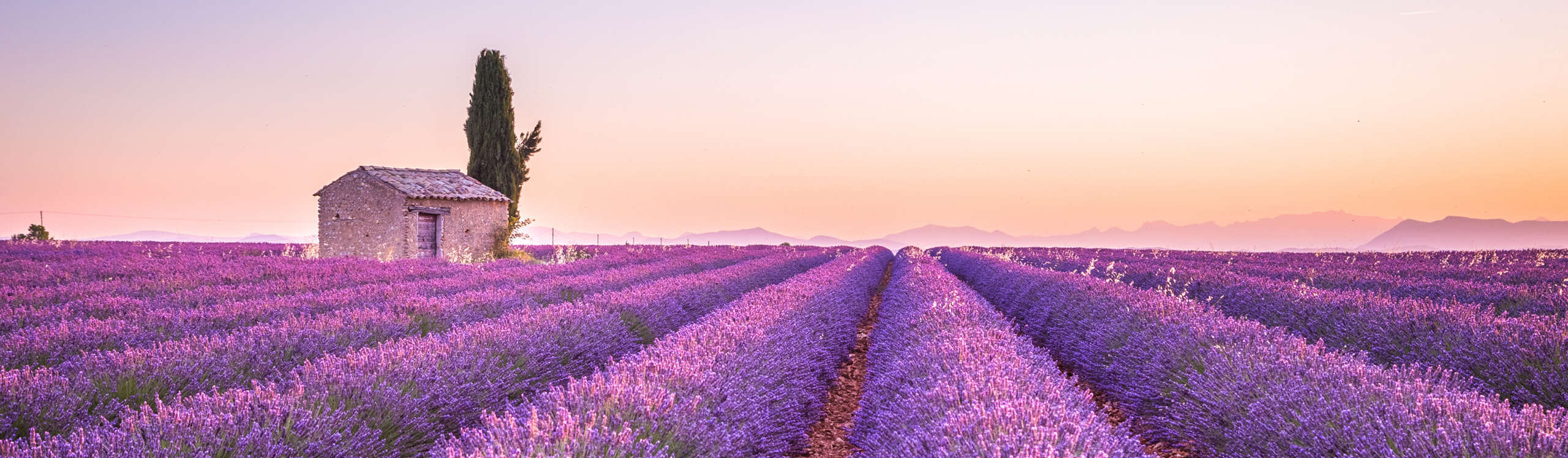 Valensole lavender fields, Provence, France